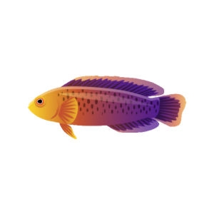 Dilectis Dottyback